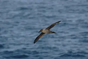 Light-mantled Sooty Albatross (Phoebetria palpebrata) adult, in flight over sea, Drake Passage, Antarctica, december