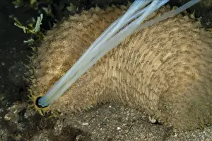 Defence Prints: Light-sensitive Sea Cucumber (Holothuria impatiens) adult