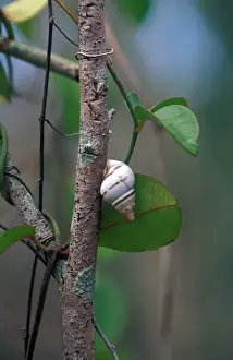 Snails Prints: Liguus Tree Snail (Liguus fasciatus pictus) Florida