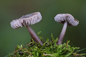 Body Prints: Lilac Bonnet (Mycena pura) two fruiting bodies