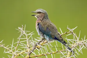 Lilac-breasted Roller (Coracias caudata) adult perched, calling from thorn bush, Tarangire N. P. Tanzania