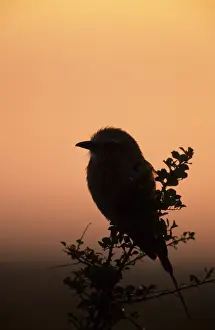 Lilac-breasted Roller (Coracias caudata) Perched on bush - at dawn - Massai Mara, Kenya