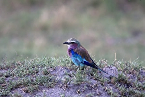Roller Prints: The Lilac-breasted Roller, Coracias caudatus, is a member of the roller family of birds