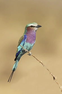 South Luangwa Prints: Lilac-breasted Roller (Coracias caudatus) adult