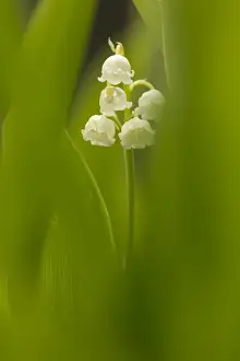 Liliaceae Prints: Lily-of-the-valley (Convallaria majalis) flowering