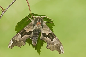 Warwickshire Prints: Lime Hawkmoth (Mimas tiliae) adult
