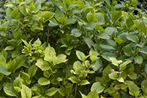 Iron Prints: Lime induced iron and nitrogen deficiency causing chlorosis of the leaves of a Hydrangea macrophylla garden shrub