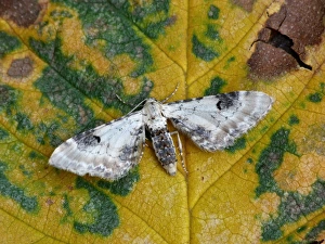 Geometridae Prints: Lime-speck Pug (Eupithecia centaureata) adult