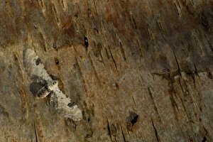Lime-speck Pug (Eupithecia centaureata) adult, resting on bark, Sheffield, South Yorkshire, England, July