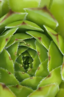 Color Prints: Limestone Houseleek (Sempervivum calcareum) close-up of leaf rosette, Italy, july