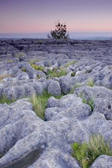 Features Prints: Limestone pavement and grasses at twilight, Malham Cove, Malhamdale, Yorkshire Dales N. P