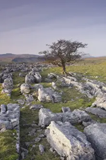 Features Prints: Limestone rocks and withered Common Hawthorn (Crataegus monogyna) tree at dusk