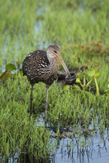 Killing Prints: Limpkin (Aeamus guarauna) adult