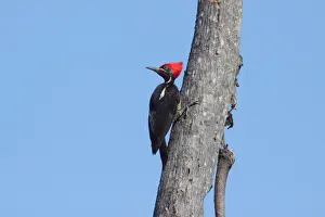 Costa Rican Prints: Lineated Woodpecker (Dryocopus lineatus) adult male
