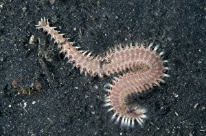 Muck Prints: Lined Fireworm (Pherecardia striata) adult