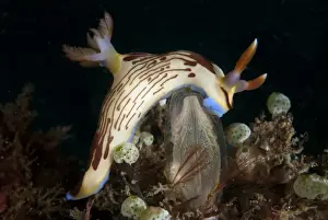 Lined Nembrotha Nudibranch (Nembrotha lineolata) adult, feeding on Sea-squirt (Rhopalaea sp. ), Lembeh Straits