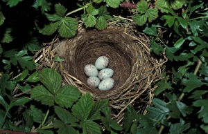 Linnet Prints: Linnet (Acanthis cannabina) nest with five eggs