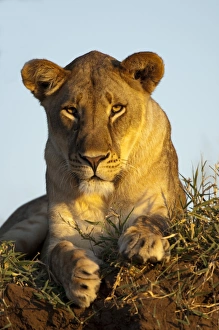 Big Cat Prints: Lion (Panthera leo) adult female, resting, Mashatu Game Reserve, Tuli Block, Botswana