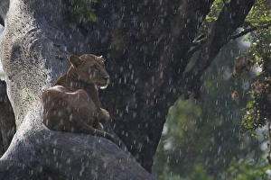 Shower Prints: Lion (Panthera leo) adult female