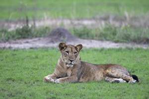 Lion Prints: Lion (Panthera leo) adult female, resting on grass, Queen Elizabeth N. P. Uganda