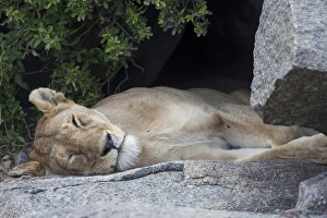 Sleeping Prints: Lion (Panthera leo) adult female, sleeping on rock, Serengeti N. P. Tanzania, november