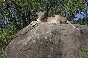 Serengeti Prints: Lion (Panthera leo) adult female, resting on rock, Serengeti N. P. Tanzania, november