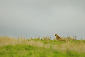 Lion (Panthera leo) adult female, sitting in habitat, Ruaha N. P. Tanzania