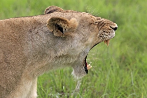Lion Prints: Lion (Panthera leo) adult female