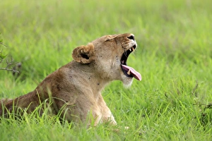 Lion (Panthera leo) adult female, yawning, resting on grass, Sabi Sabi Game Reserve, Kruger N. P. South Africa