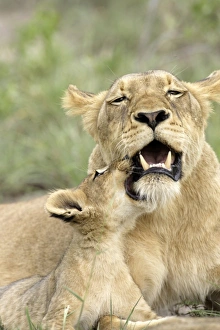 Lion (Panthera leo) Adult female with cub playing, social behaviour, Sabie Sand Game Reserve, South Africa