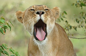 Big Cat Prints: Lion (Panthera leo) adult female yawning, mouth wide open, Masaii Mara, Kenya