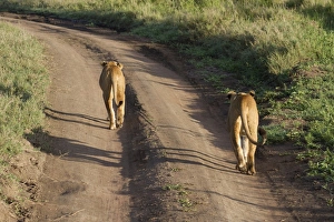 Serengeti Prints: Lion (Panthera leo) two adult females