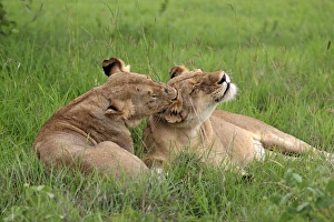 Interacting Prints: Lion (Panthera leo) two adult females