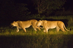 Lion Prints: Lion (Panthera leo) two adult females, hunting at night, Okavango Delta, Botswana