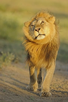 Lion (Panthera leo) adult male, shaking flies from head and mane in morning sunlight, Serengeti N. P. Tanzania