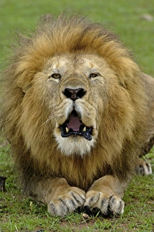 Big Cat Prints: Lion (Panthera leo) adult male, roaring, Masai Mara, Kenya