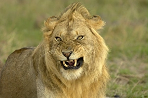 Big Cat Prints: Lion (Panthera leo) adult male, close-up of head, snarling, Masai Mara, Kenya