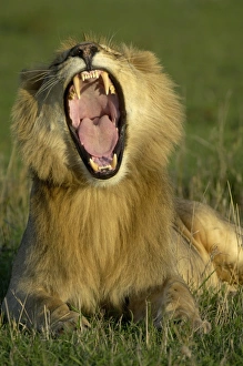 Big Cat Prints: Lion (Panthera leo) adult male, yawning in evening, Masai Mara, Kenya