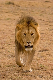 Big Cat Prints: Lion (Panthera leo) adult male, walking, Masai Mara, Kenya