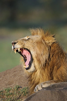 Teeth Prints: Lion (Panthera leo) adult male, close-up of head, yawning, Masai Mara, Kenya