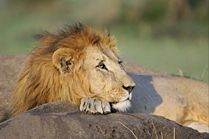 Lion Prints: Lion (Panthera leo) adult male, resting with chin on paw, Masai Mara, Kenya