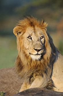Lion Prints: Lion (Panthera leo) adult male, alert, close-up of head, Masai Mara, Kenya
