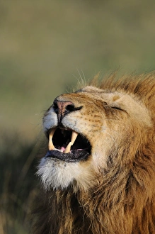 Lion (Panthera leo) adult male, close-up of head, in flehmen, Masai Mara, Kenya