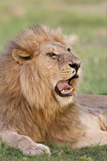 Lion Prints: Lion (Panthera leo) adult male