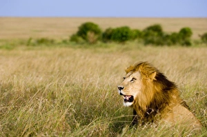 Lion Prints: Lion (Panthera leo) adult male, resting in grassland habitat, Masai Mara, Kenya