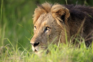 Lion (Panthera leo) adult male, close-up of head, Sabi Sabi Game Reserve, Kruger N. P. South Africa