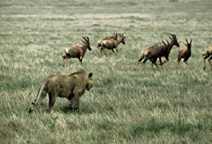 Lion Prints: Lion (Panthera leo) adult male, hunting Topi (Damaliscus lunatus) herd, Masai Mara, Kenya