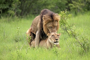 Lion (Panthera leo) adult pair, mating, Sabi Sabi Game Reserve, Kruger N. P. South Africa