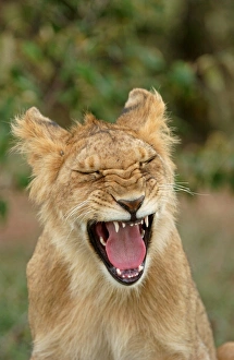 Lion (Panthera leo) close-up of cub yawning, Masaii Mara, Kenya