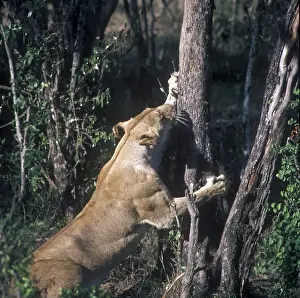 Lion Prints: Lion (Panthera leo) close-up of head / mouth wide open / teeth / tongue / Masai Mara